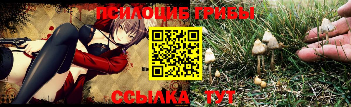 Псилоцибиновые грибы MAGIC MUSHROOMS  Вход с VPN  Псилоцибиновые грибы прущие грибы  Фрязино 